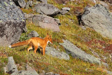 A beautiful wild red fox stands on the slope of the Verblyud (literally: Camel) extrusion rock in...