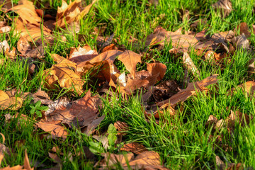 Autumn tree leaves fallen on the ground