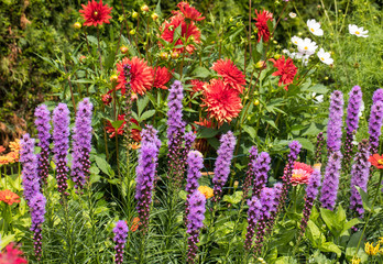 Liatris spicata flowers in the summer garden
