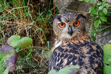 Eagle Owl - Bubo bubo. East Moravia. Czech Republic. Europe.