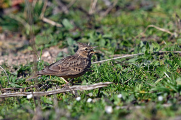 fressende Haubenlerche (Galerida cristata) - Crested lark