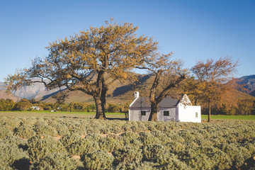 Wide angle view of an old farmhouse in a field of lavender near the town of Franschoek in the Western Cape of South Africa