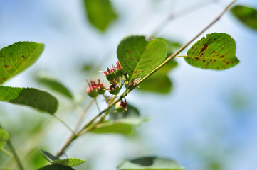 The twigs of shadberry berries on a bush with bright green leaves