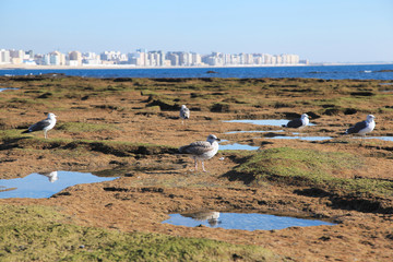 Seagulls on the shore in Cadiz, Andalusia, Spain