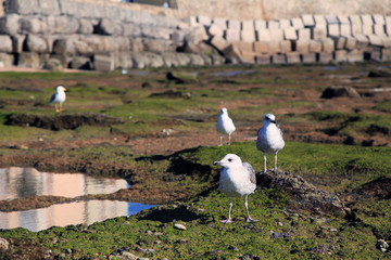 Seagulls on the shore in Cadiz, Andalusia, Spain