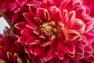 Red dahlia flower isolated on white background