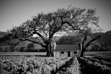 Wide angle view of an old farmhouse in a field of lavender near the town of Franschoek in the...