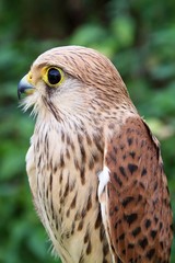  The Common Kestrel -Falco tinnunculus -portrait. Central Eastern Moravia. Czech Republic. Europe.
