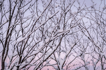 The branch of tree has covered with heavy snow and sunset time in winter season at Holiday Village Kuukiuru, Finland.