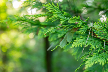 A branch of a conifer with a leaf of an oak tree and a few pine needles
