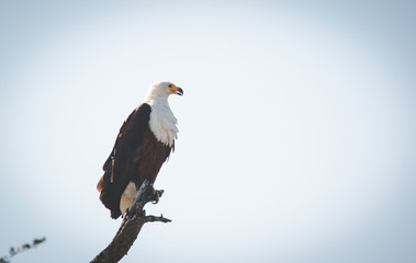 Close up image of an African Fish Eagle in a tree at a lake in a national park in south africa