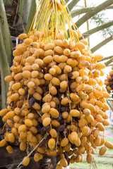 Dates hanging from the tree