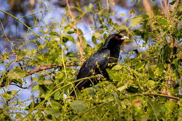 Asian Koel