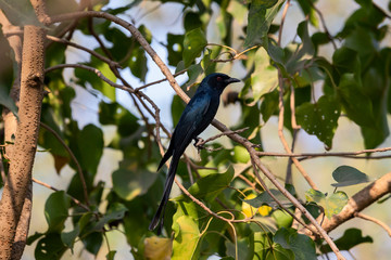 Black Drongo