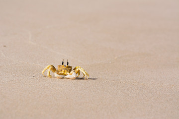A single crab on the water's edge