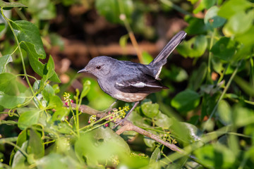 Oriental Magpie Robin female