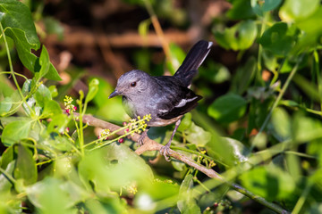 Obraz premium Oriental Magpie Robin female