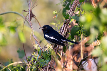 Obraz premium Oriental Magpie Robin male