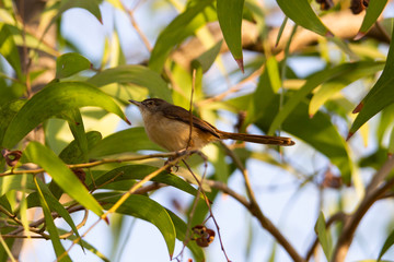Plain Prinia