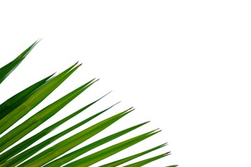 Tropical palm leaves on white isolated background for green foliage backdrop 