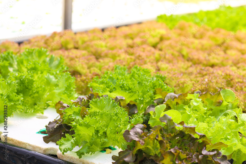 Wall mural hydroponic lettuces in hydroponic pipe. hydroponic vegetable farm. green natural farm.