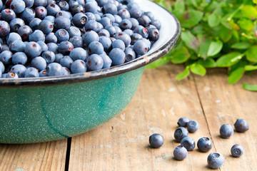 Fresh Bilberries from a bowl on old wooden table. Leaves with berries Bilberries on the Bush for background.Blueberries crumbled on the table