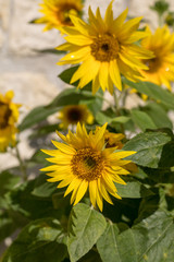 Blooming sunflowers against the background of a limestone wall