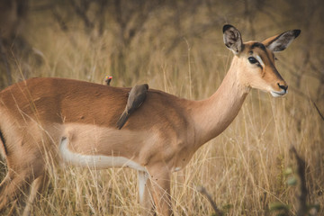 Close up image of impala in a national park in south africa