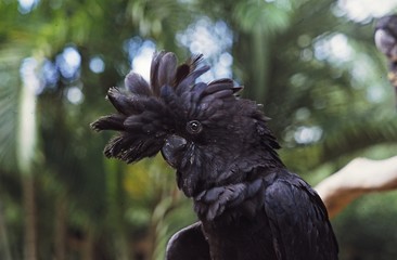 Schwarzer Kakadu
