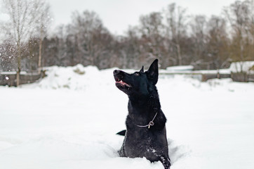 East European Shepherd. Young energetic dog walks.