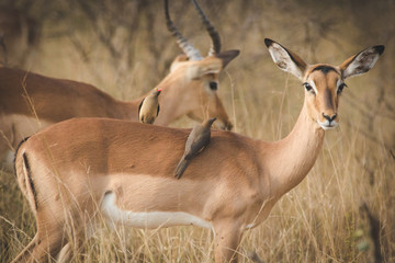 Close up image of impala in a national park in south africa