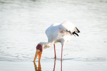 Close up image of a stork fishing in a pond in a national park in south africa