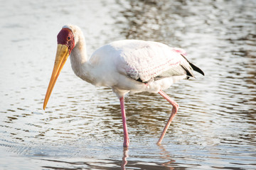 Close up image of a stork fishing in a pond in a national park in south africa