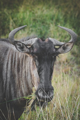 Close up image of a Blue Wildebeest in a nature reserve in south africa