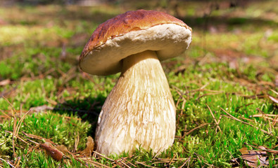 Cep mushroom . Mushrooms in the moss in the forest under the rays of the sun