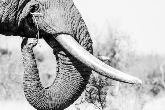 Close up image of an African Elephant in a nature reserve in South Africa
