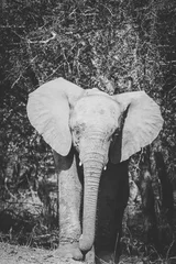 Foto op Aluminium Close up image of an African Elephant in a nature reserve in South Africa © Dewald