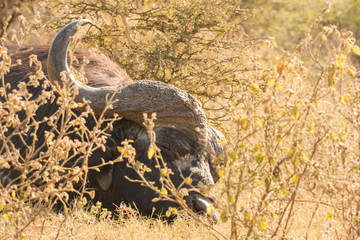 Close up image of Cape Buffalo in a nature reserve in South Africa