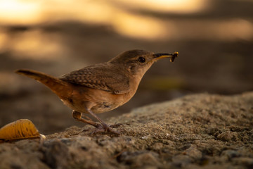 passaro