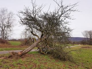 Vom Sturm entwurzelter Apfelbaum
