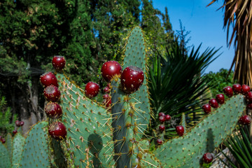 Cactus plant isolated on volcanic soil. Opuntia engelmannii var linguiformis