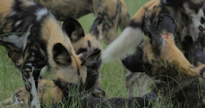 Wild Dog Hunting in Botswana, buffalo cow and calf with predator. Wildlife scene from Africa, Moremi, Okavango delta. Animal behaviour, pack pride of African wild dogs offensive attack on calf. 