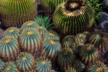 Naklejka na ściany i meble Cactus plant isolated on volcanic soil. Ferocactus glaucescens
