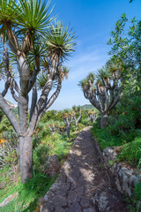 Canarian drago tree in a beautiful landscape. Dracaena draco