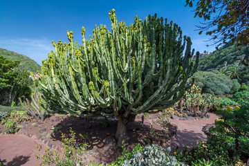 Cactus plant isolated on volcanic soil. Euphorbia candelabrum