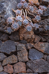 Cactus plant isolated on volcanic soil. Graptopetalum paraguayense