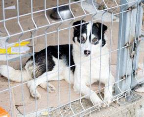 homeless dog lies in the shelter