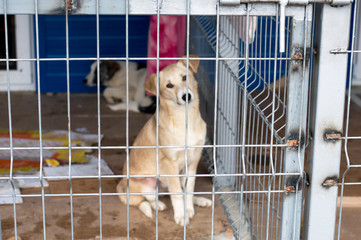 beige dog sitting in a shelter cage