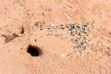 Footprints on sand with a crab hole 