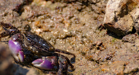 Crab feeding on a sea shore on a rock